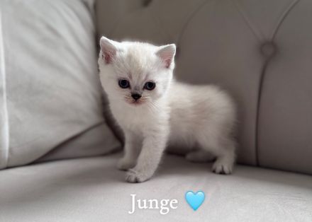 Wunderschöne BKH Kitten mit liebevollem Wesen abzugeben