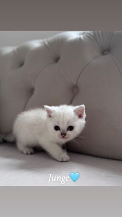 Wunderschöne BKH Kitten mit liebevollem Wesen abzugeben