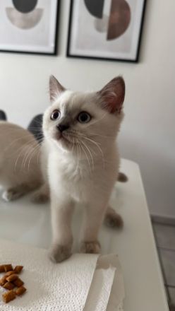 Bkh Kitten