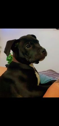 Old Englisch bulldog welpe