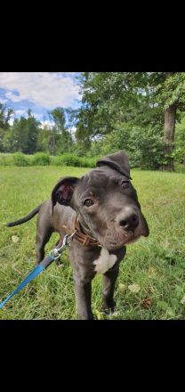 Old Englisch bulldog welpe