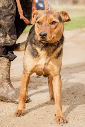 Kori, kinderliebe Hündin überwindet alle Hindernisse um Euch ihre Pfote in die Hand zu drücken