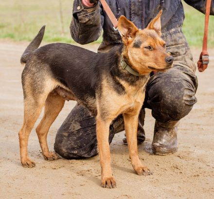 Kori, kinderliebe Hündin überwindet alle Hindernisse um Euch ihre Pfote in die Hand zu drücken
