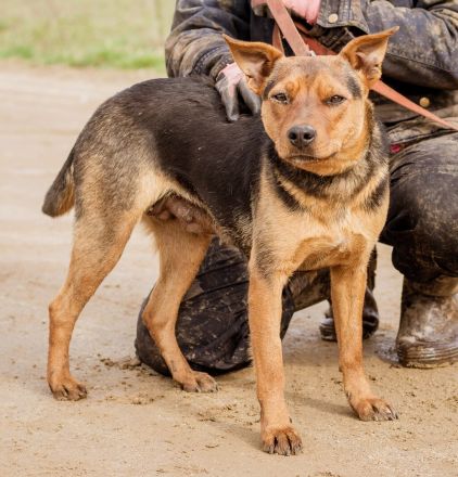 Kori, kinderliebe Hündin überwindet alle Hindernisse um Euch ihre Pfote in die Hand zu drücken