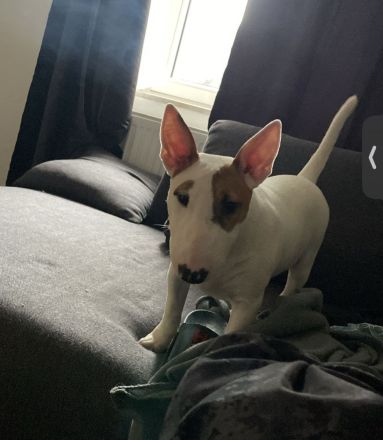 Miniatur Bullterrier