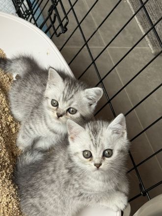 Britisch Kurzhaar Kitten