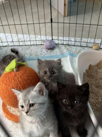 Britisch Kurzhaar Kitten