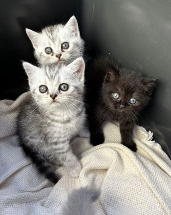 Britisch Kurzhaar Kitten