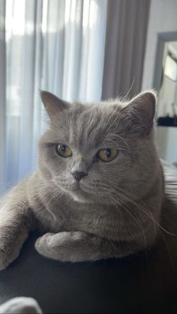 Britisch Kurzhaar Kitten