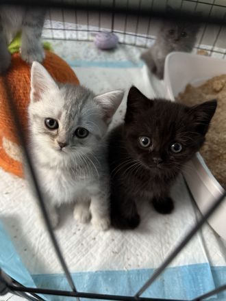 Britisch Kurzhaar Kitten