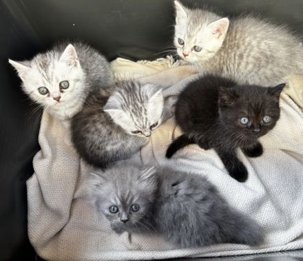 Britisch Kurzhaar Kitten