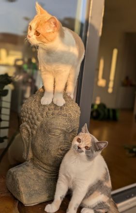 Super verschmuste BKH Kitten mit exzellenten Stammbaum