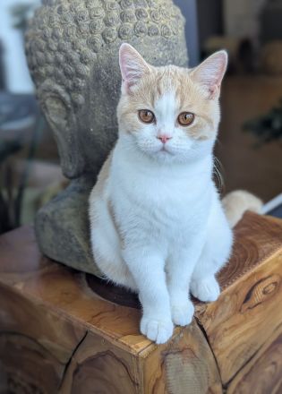 Super verschmuste BKH Kitten mit exzellenten Stammbaum