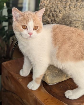 Super verschmuste BKH Kitten mit exzellenten Stammbaum