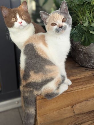 Super verschmuste BKH Kitten mit exzellenten Stammbaum