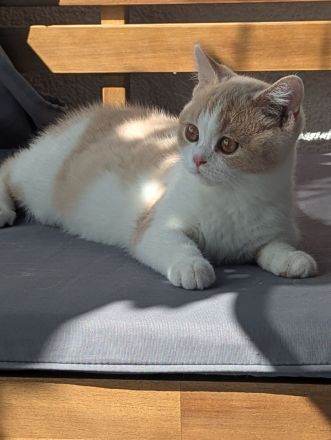 Super verschmuste BKH Kitten mit exzellenten Stammbaum