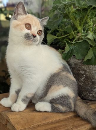 Super verschmuste BKH Kitten mit exzellenten Stammbaum