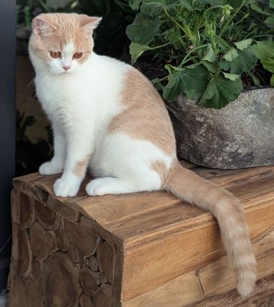 Super verschmuste BKH Kitten mit exzellenten Stammbaum