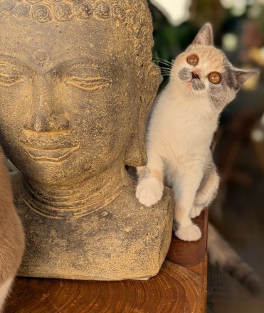 Super verschmuste BKH Kitten mit exzellenten Stammbaum