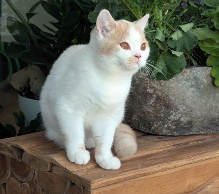 Super verschmuste BKH Kitten mit exzellenten Stammbaum