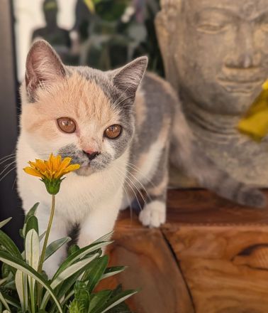 Super verschmuste BKH Kitten mit exzellenten Stammbaum