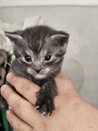 Süße Kitten abzugeben, können ab sofort reserviert werden