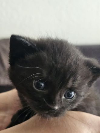 Süße Kitten abzugeben, können ab sofort reserviert werden