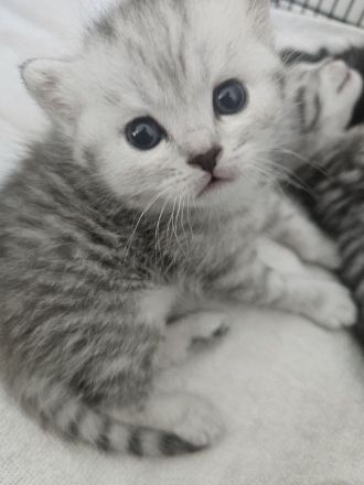 Süße Kitten abzugeben, können ab sofort reserviert werden