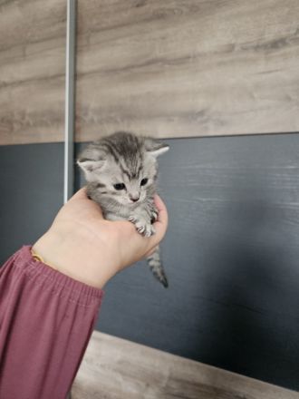 Süße Kitten abzugeben, können ab sofort reserviert werden