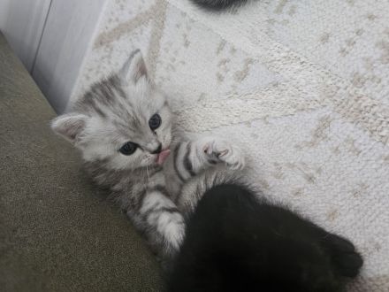 Süße Kitten abzugeben, können ab sofort reserviert werden