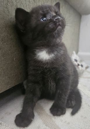 Süße Kitten abzugeben, können ab sofort reserviert werden