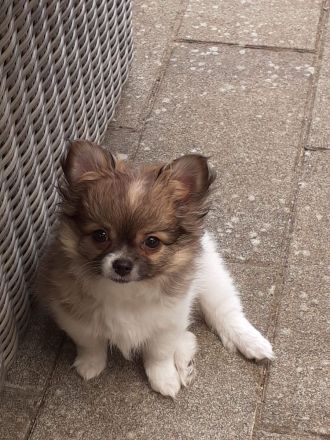 Pomchi Welpen