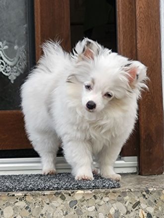 Pomchi Welpen