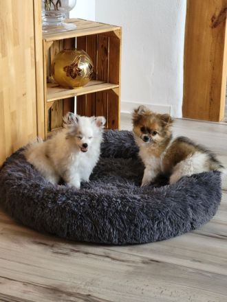 Pomchi Welpen