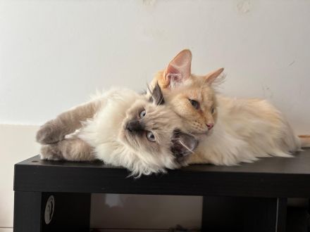 Reinrassige Ragdoll Kitten suchen Zuhause