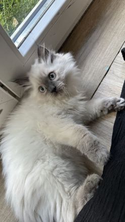 Reinrassige Ragdoll Kitten suchen Zuhause