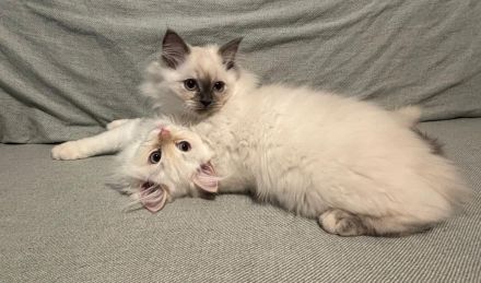 Reinrassige Ragdoll Kitten suchen Zuhause