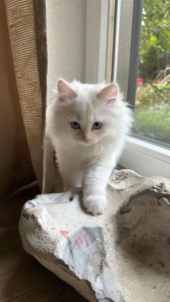 Reinrassige Ragdoll Kitten suchen Zuhause