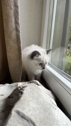 Reinrassige Ragdoll Kitten suchen Zuhause