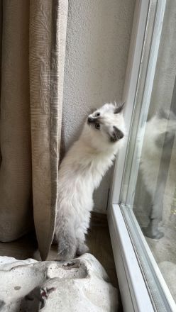 Reinrassige Ragdoll Kitten suchen Zuhause