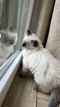 Reinrassige Ragdoll Kitten suchen Zuhause