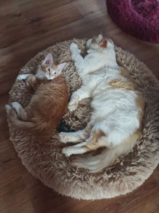 Red Tabby White Main Coon Kater mit Stammbaum