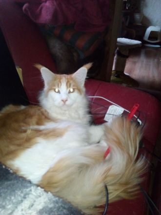 Red Tabby White Main Coon Kater mit Stammbaum