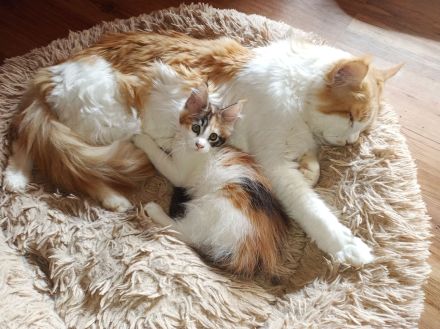 Red Tabby White Main Coon Kater mit Stammbaum