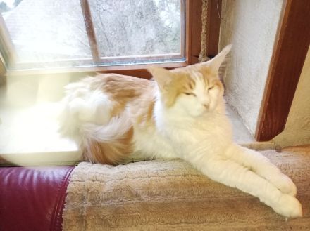 Red Tabby White Main Coon Kater mit Stammbaum