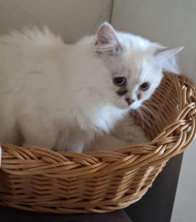 2 BLH MÄNNLICH SUCHEN EIN LIEBEVOLLES ZUHAUSE