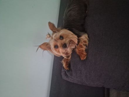 Mini Yorkshire Terrier