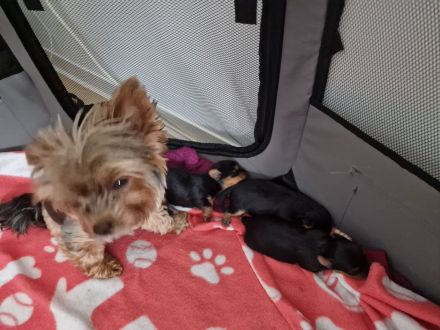 Mini Yorkshire Terrier