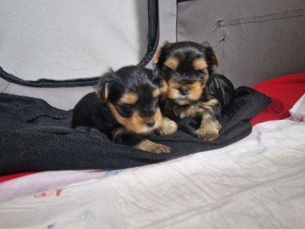 Mini Yorkshire Terrier