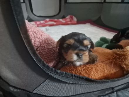 Mini Yorkshire Terrier